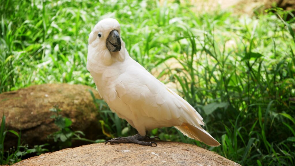 Umbrella Cockatoo