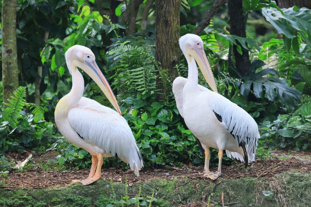 American White Pelican