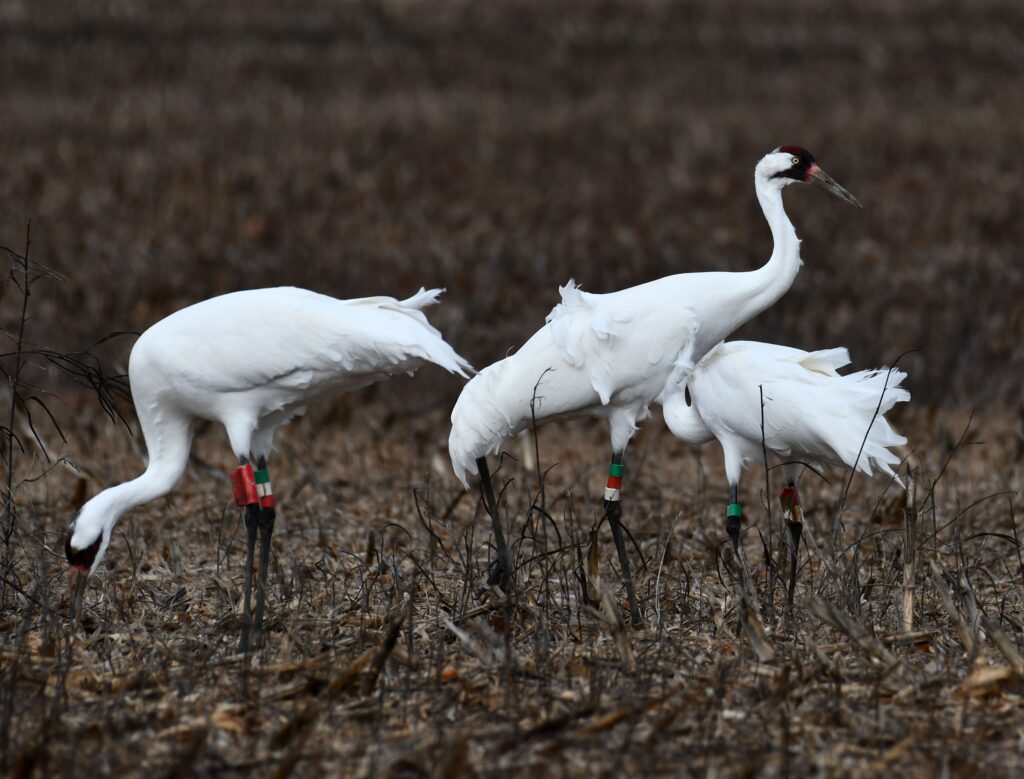 Whooping Crane