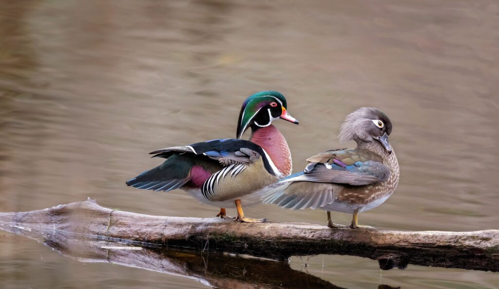 Wood duck