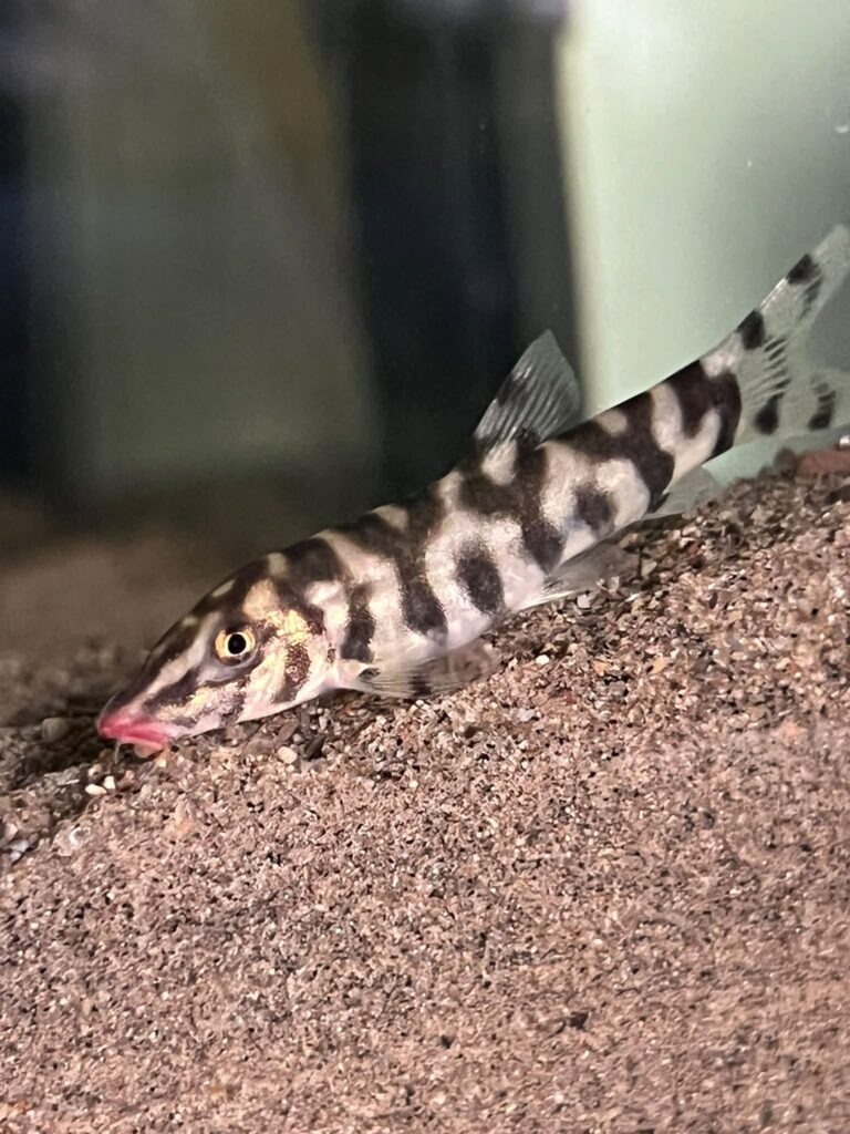 Yoyo loaches