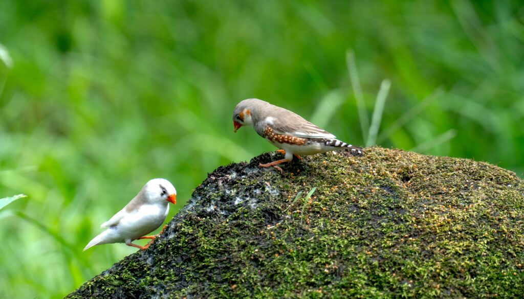 Zebra Finches