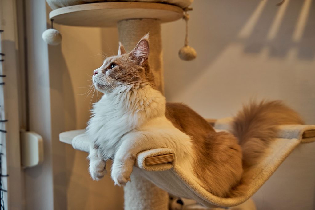 Maine Coon