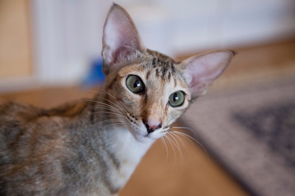 Oriental shorthair