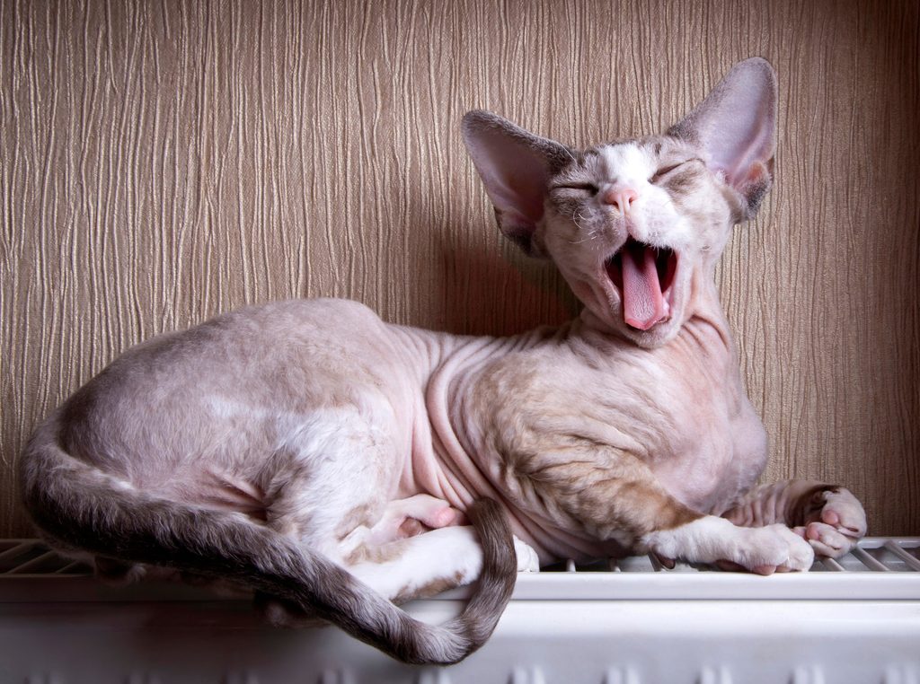 Peterbald