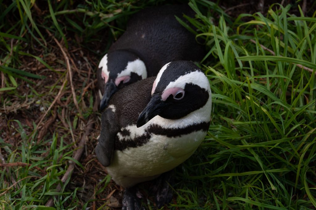 African Penguin