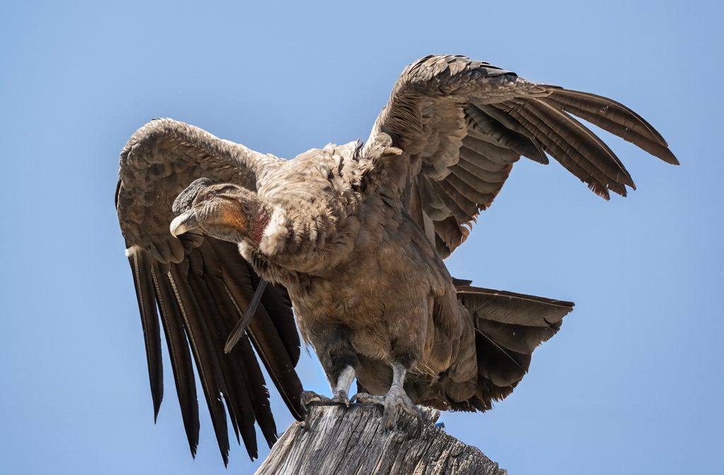 Andean Condor