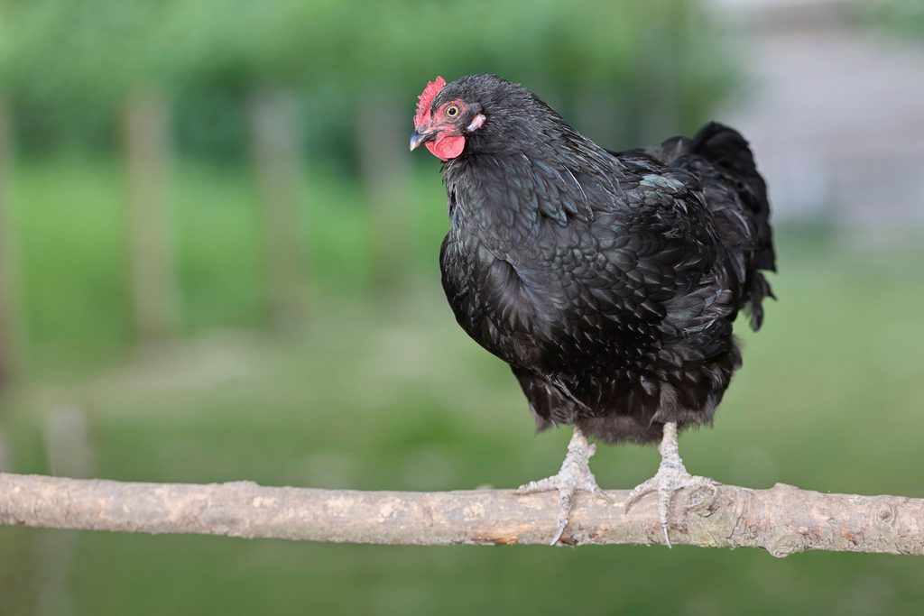 Australorp