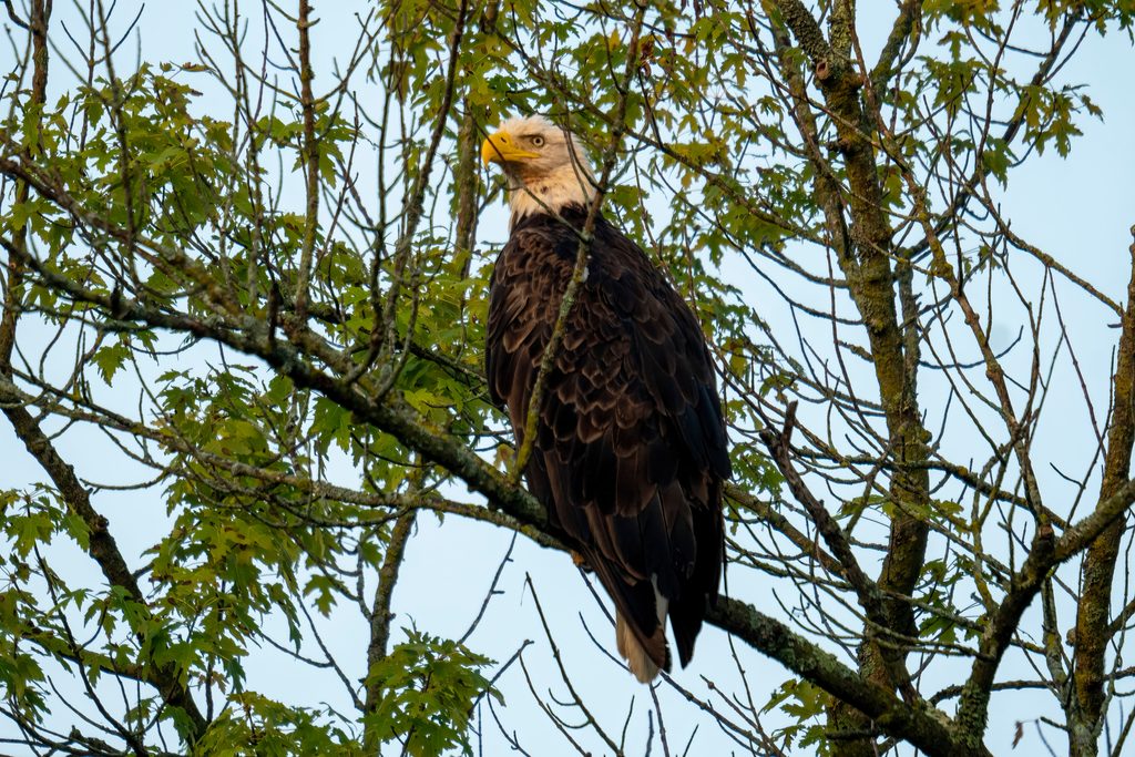 Bald Eagle