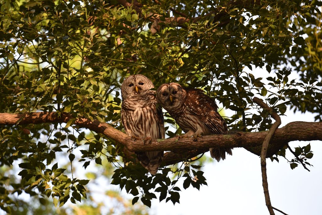 Barred Owl