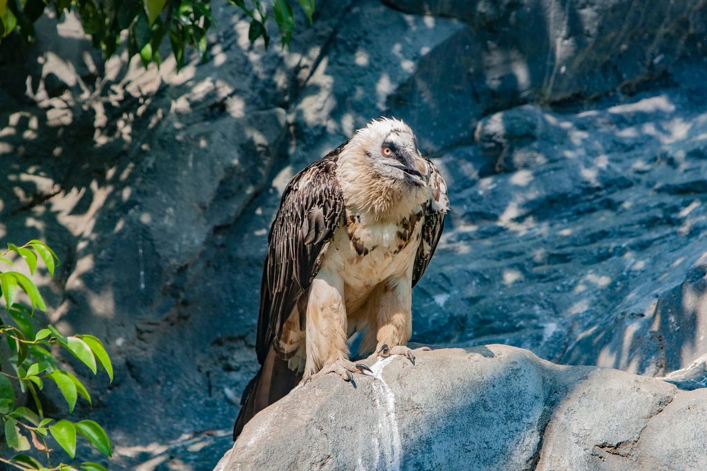 Bearded Vulture