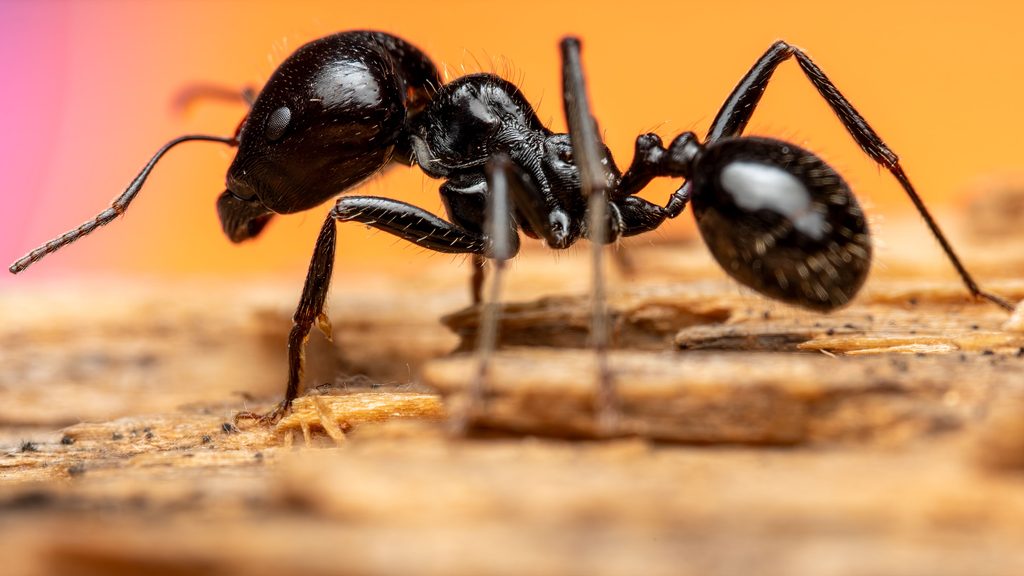 Black Carpenter Ant