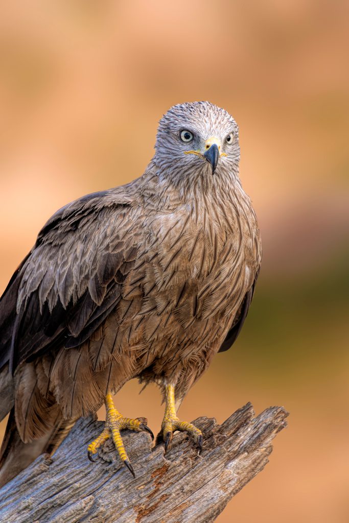 Black Kite
