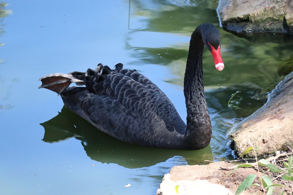 Black Swan
