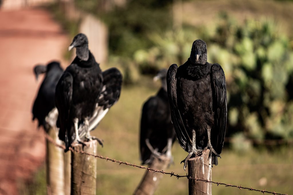 Black Vulture 