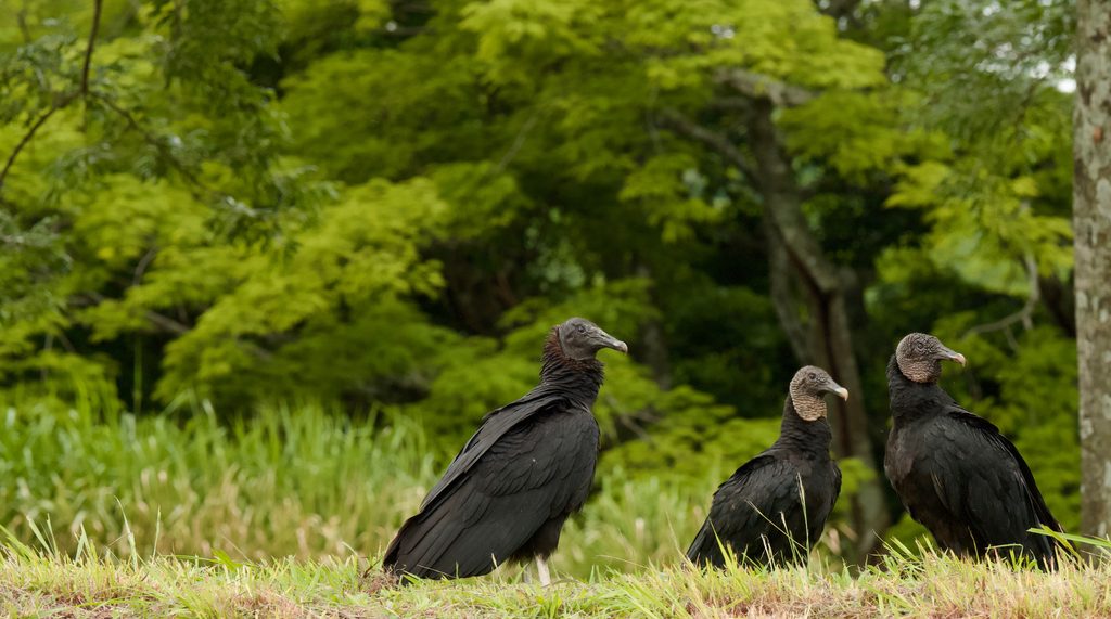 Black Vulture