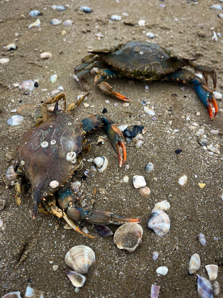 blue crabs