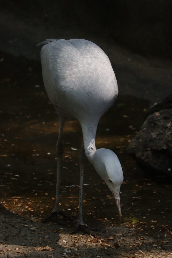 Blue Crane