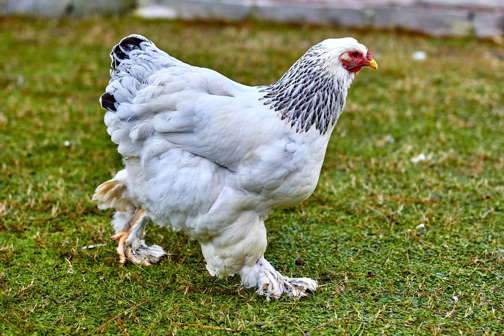 Brahma