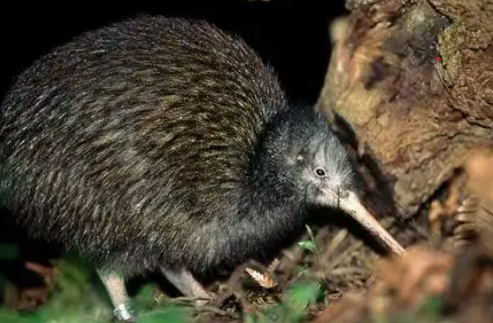 Brown kiwi