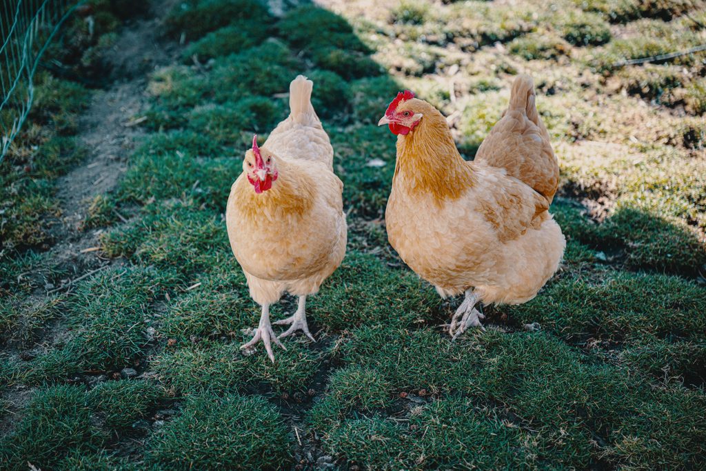 Buff Orpington