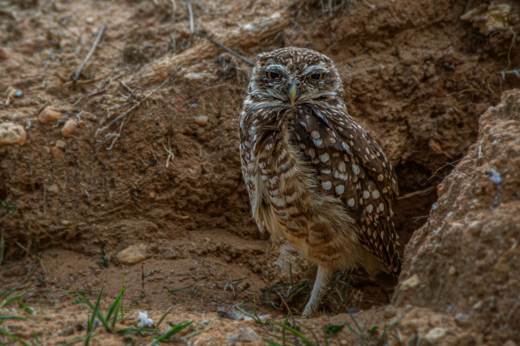 Burrowing Owl