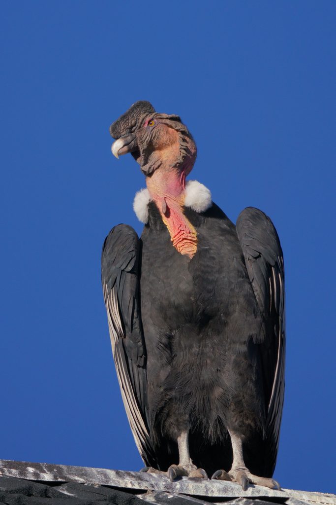 California Condor