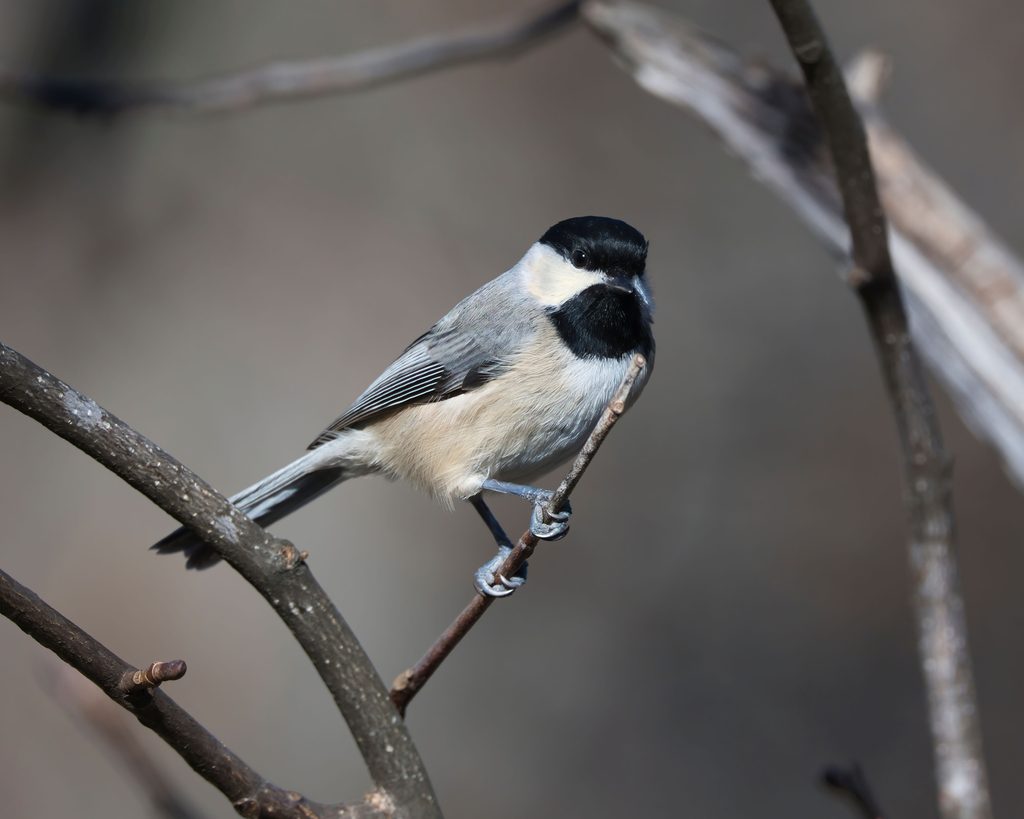 Carolina Chickadee