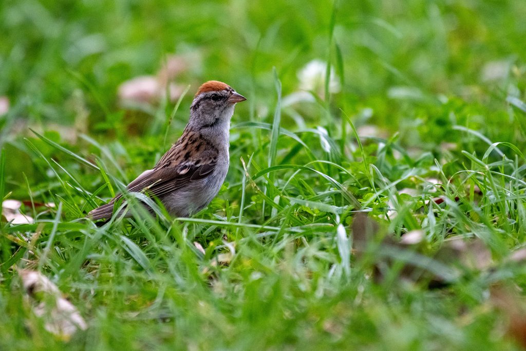 Chipping Sparrow