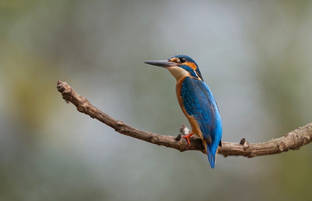 Common Kingfisher