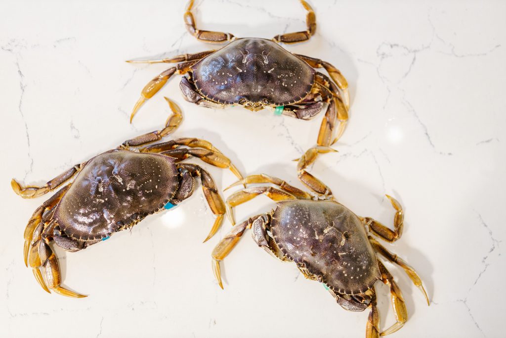 Dungeness Crabs