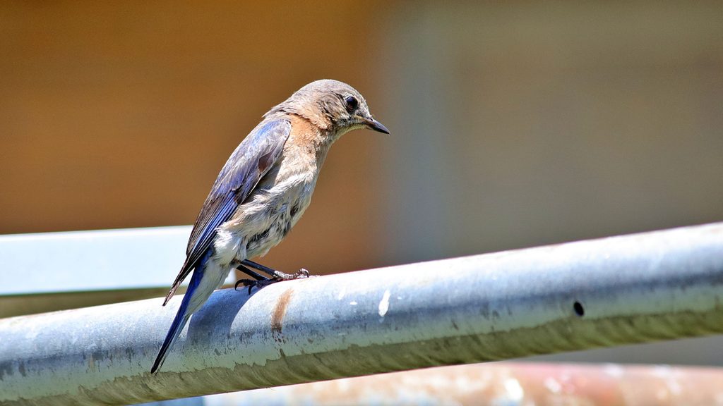 Eastern Bluebird
