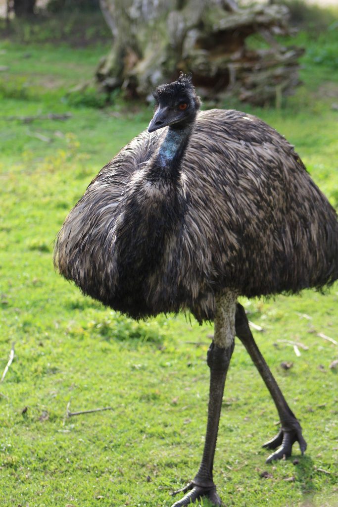 Emu