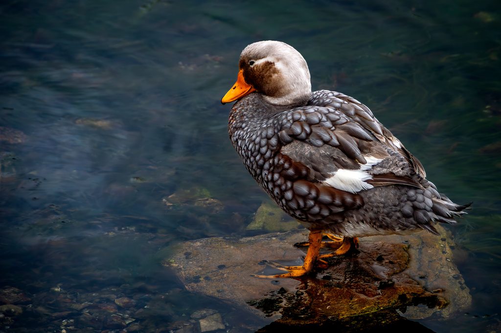 Falkland Flightless Steamer Duck