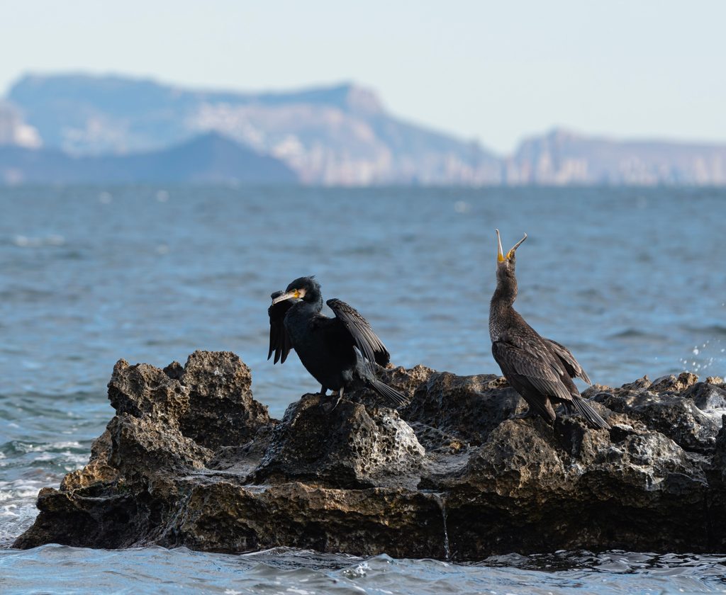 Flightless Cormorant