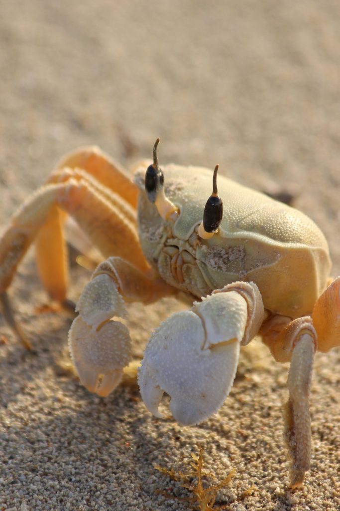 Ghost Crab