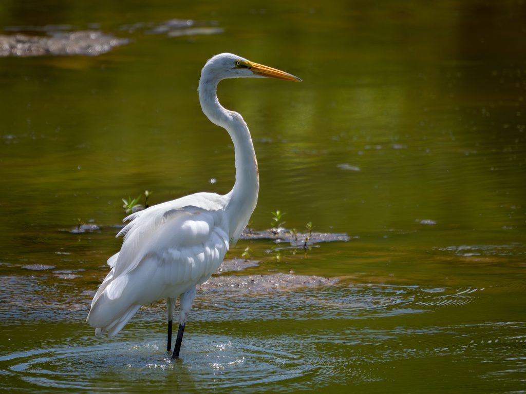 Great Egret 