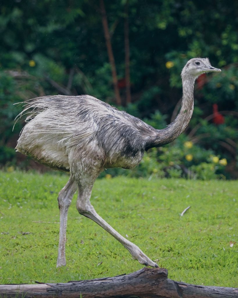Greater Rhea