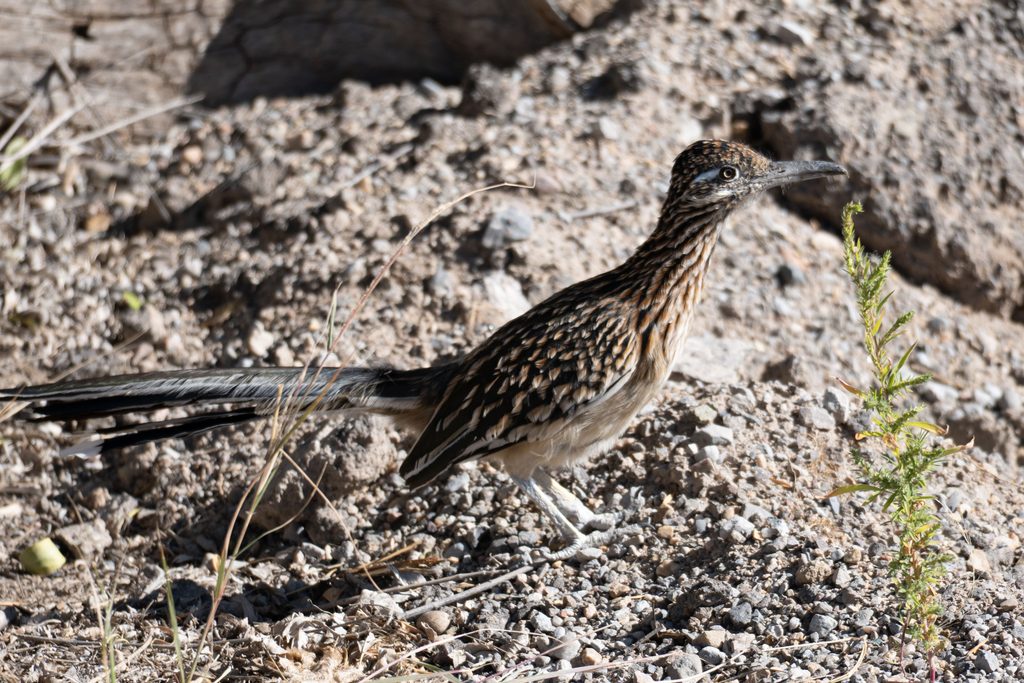 Greater Roadrunner