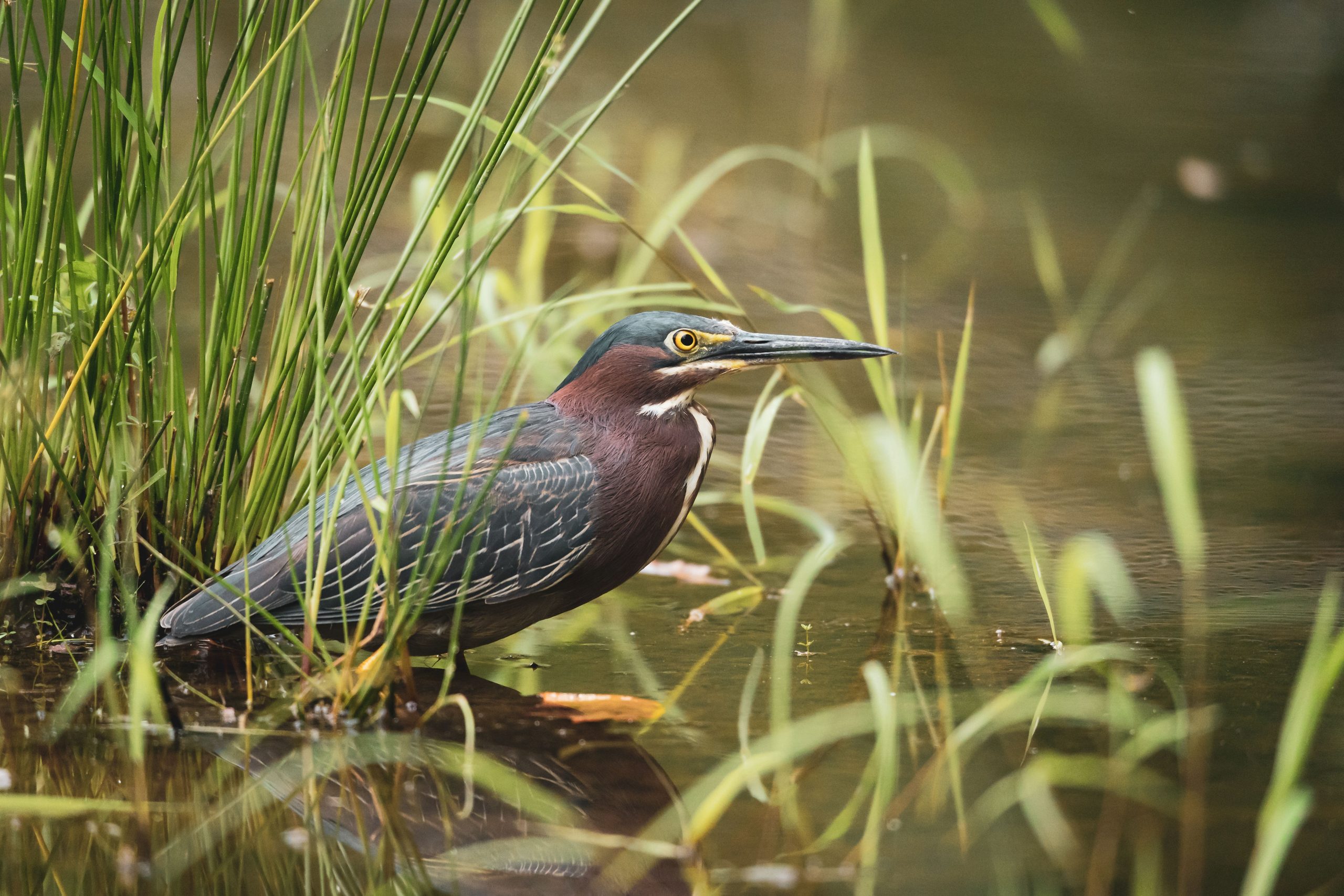 Green Heron