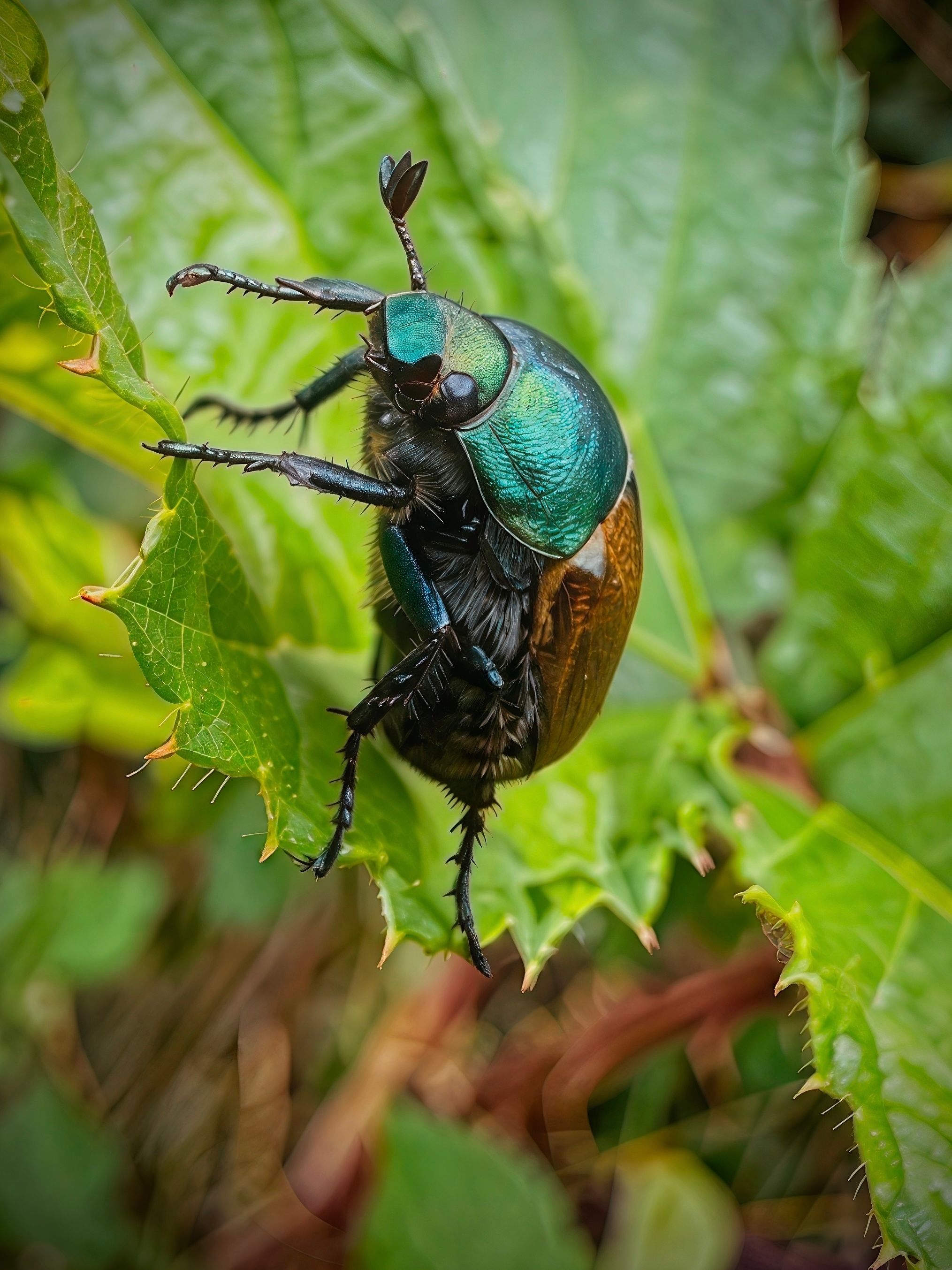 Green June Beetle 
