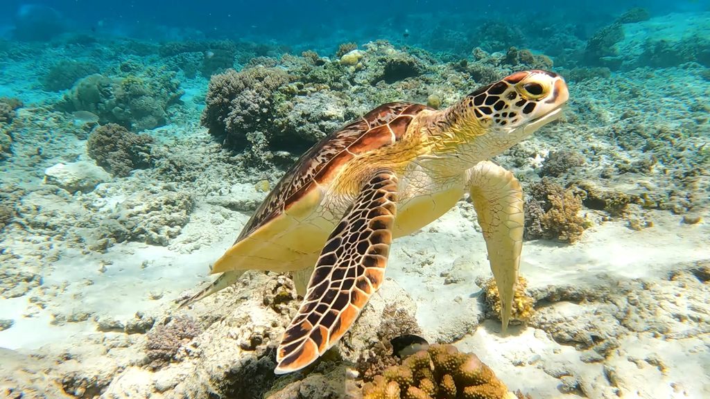 Green Sea Turtle 