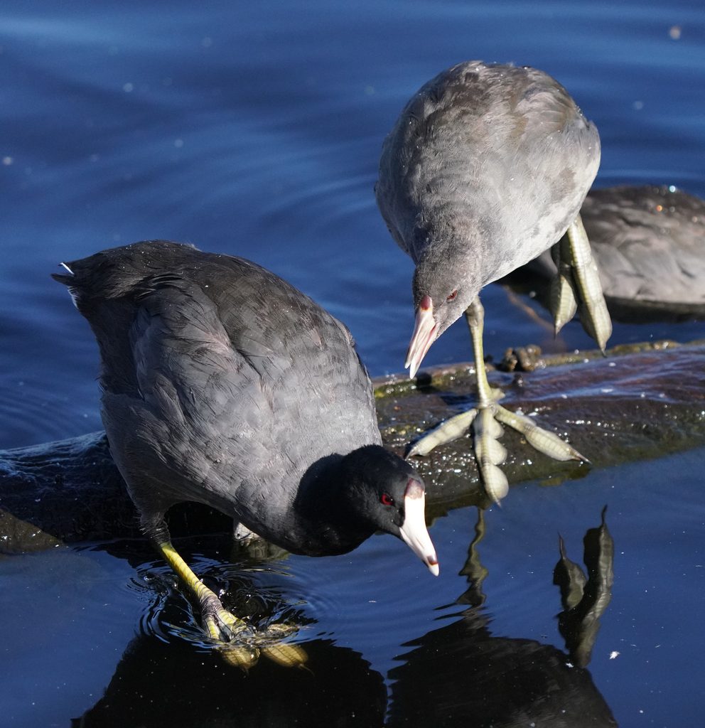 Hawaiian Coot
