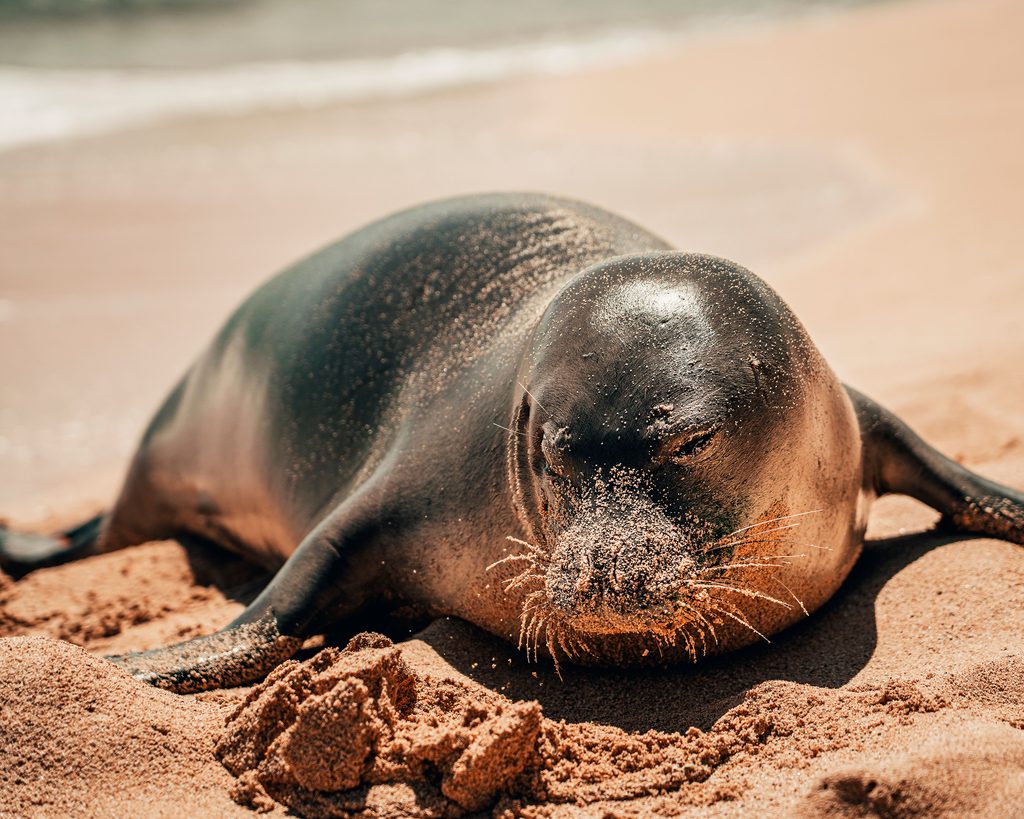 Hawaiian Monk Seal