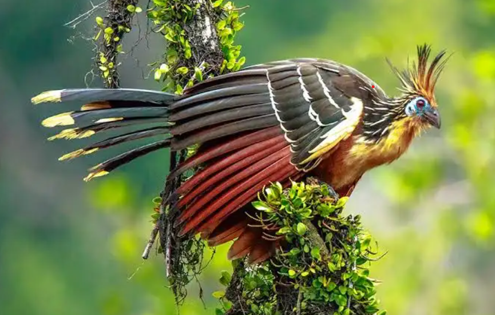 Hoatzin