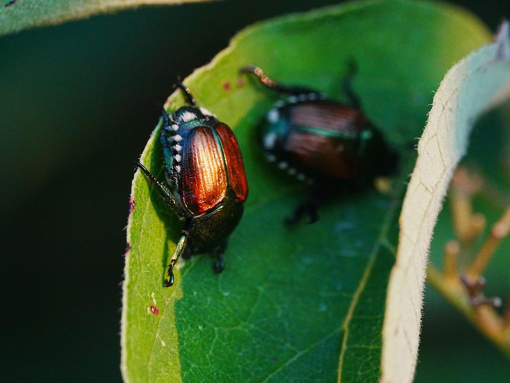 Japanese Beetle