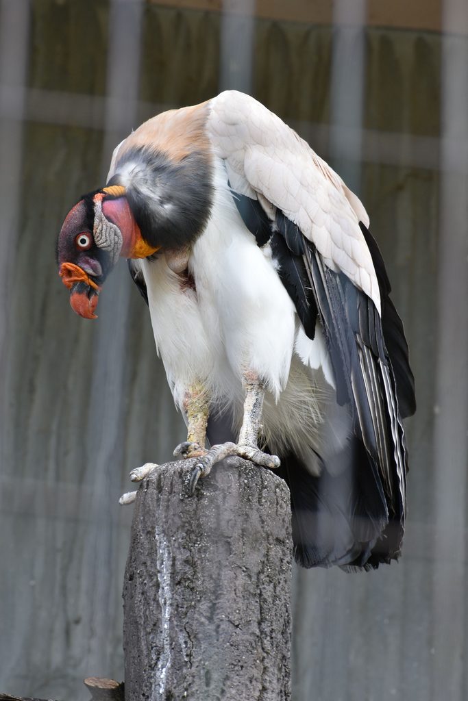 King Vulture 