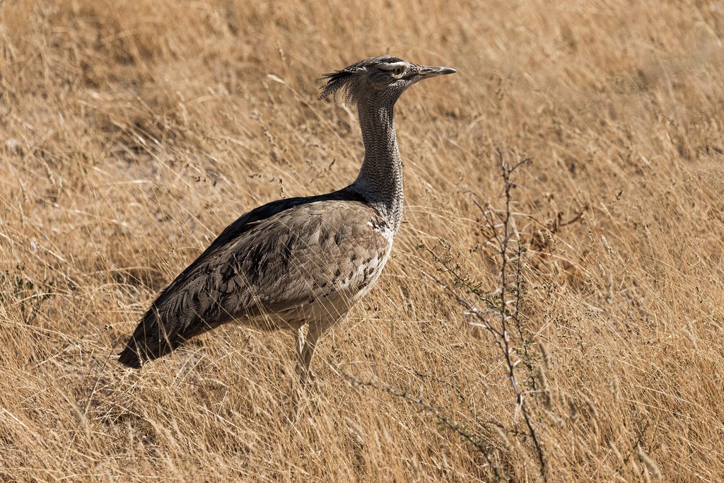Kori Bustard