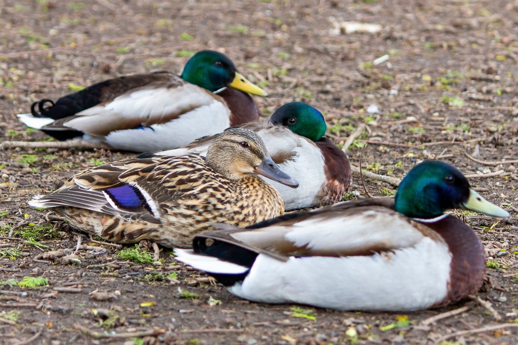 Mallard