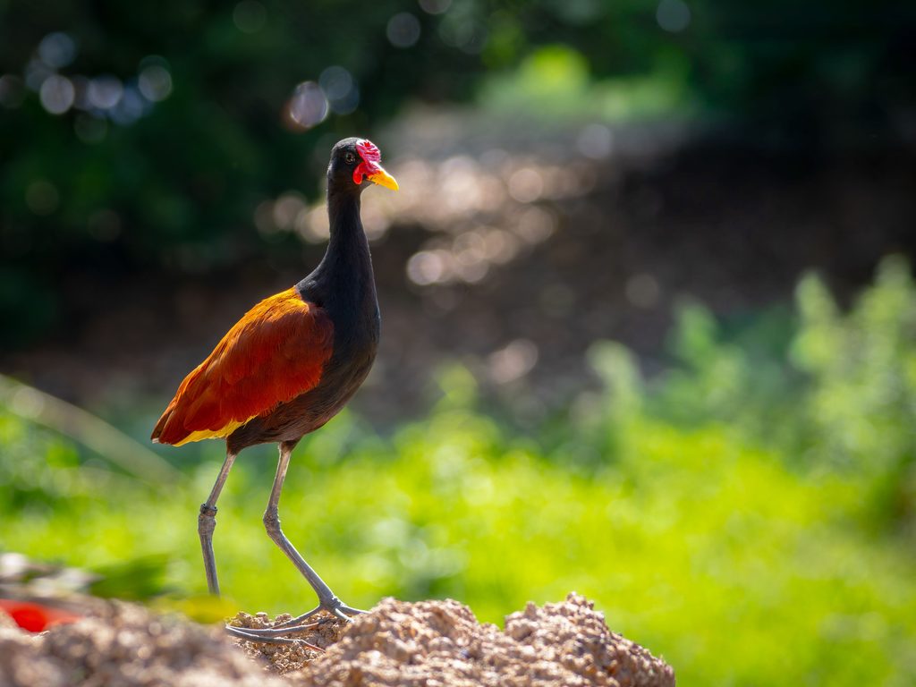 Northern Jacana